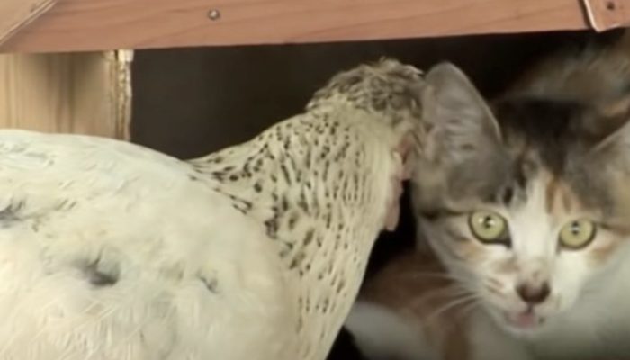 The chicken raised her cat, and when she grew up, she gave the chicken her babies.