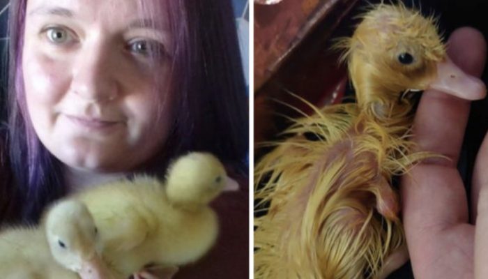 What occurred next will astound you since this girl tried something with store-bought eggs.