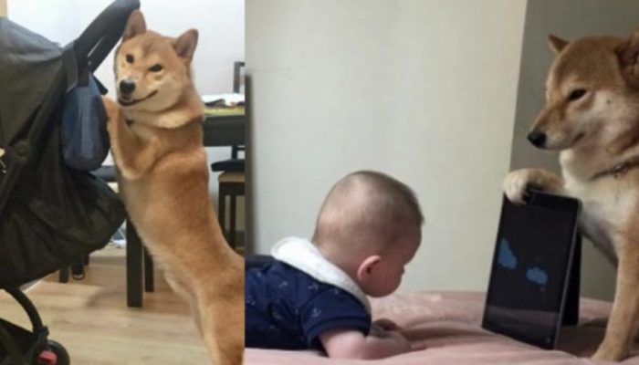 The dog picked up a lot of useful skills in order to become the ideal babysitter for his owner's child.