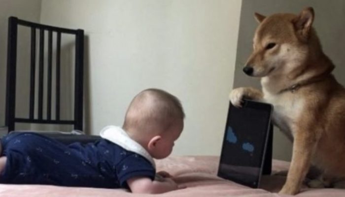 The dog picked up a lot of useful skills in order to become the ideal babysitter for his owner's child.