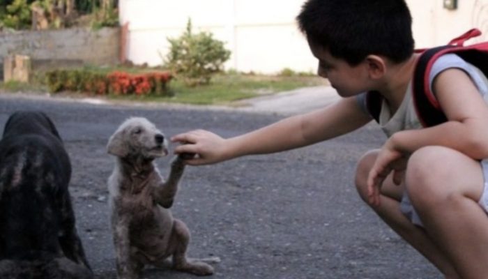 A nine-year-old child began feeding stray animals. Today he is thirteen and runs his own sanctuary.