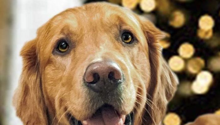This dog will not consume food until it has been prepared. See the result.