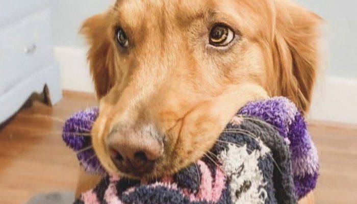 This dog will not consume food until it has been prepared. See the result.