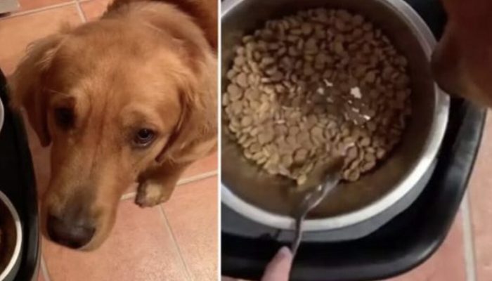 This dog will not consume food until it has been prepared. See the result.