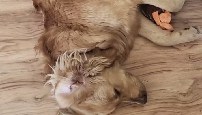 This dog will not consume food until it has been prepared. See the result.