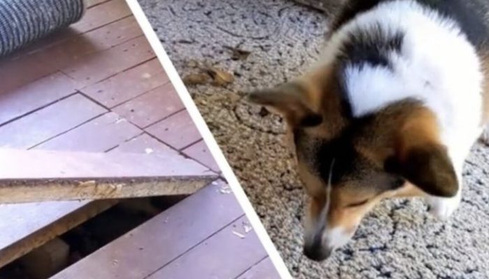 The dog never stopped barking at the carpet. What was discovered beneath it is unbelievable.