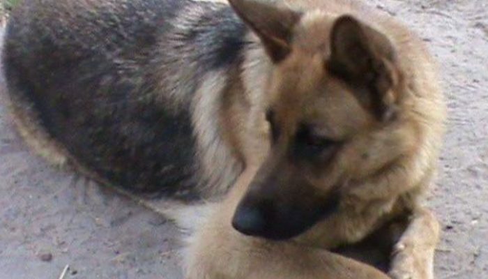 The dog takes investigators to her owner, who was injured in a vehicle accident and need immediate assistance.