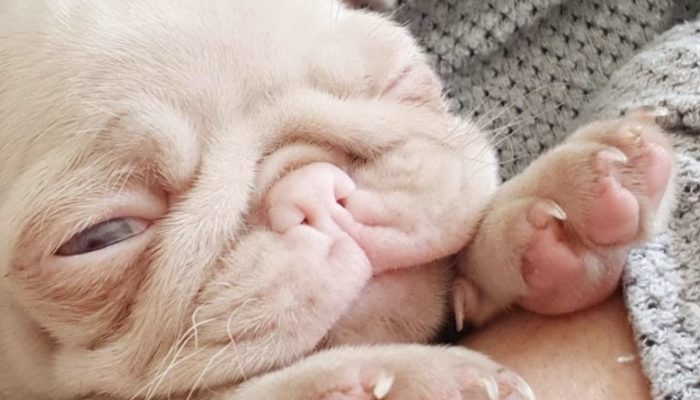 The adorable dog who won everyone’s heart  is one of the less than 100 pink pugs in the world.