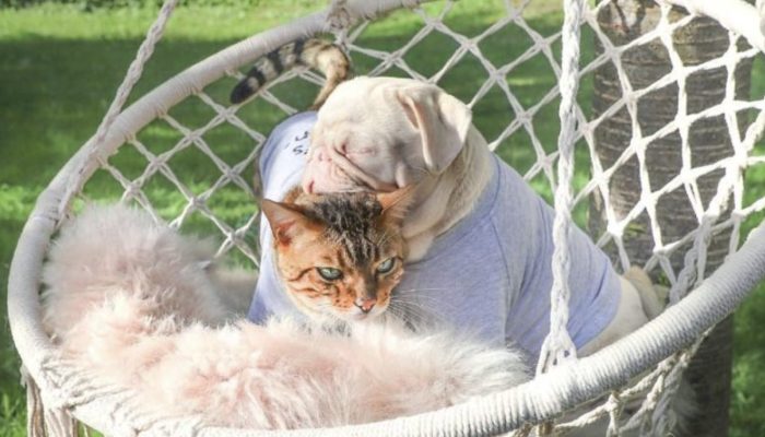 The adorable dog who won everyone’s heart  is one of the less than 100 pink pugs in the world.