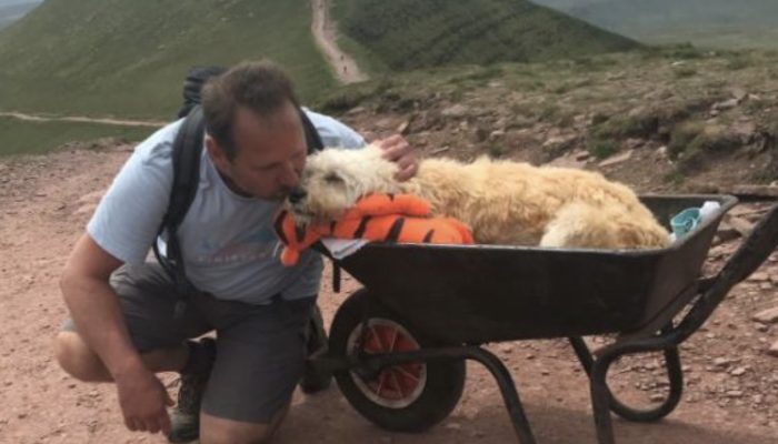 The owner decided to take his sick dog to his favorite hiking spot.