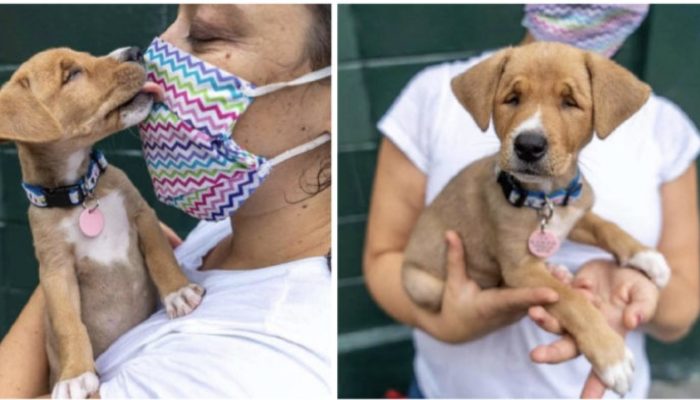 A one-of-a-kind canine was left at the family's door, wishing for affection.