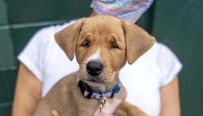 A one-of-a-kind canine was left at the family's door, wishing for affection.