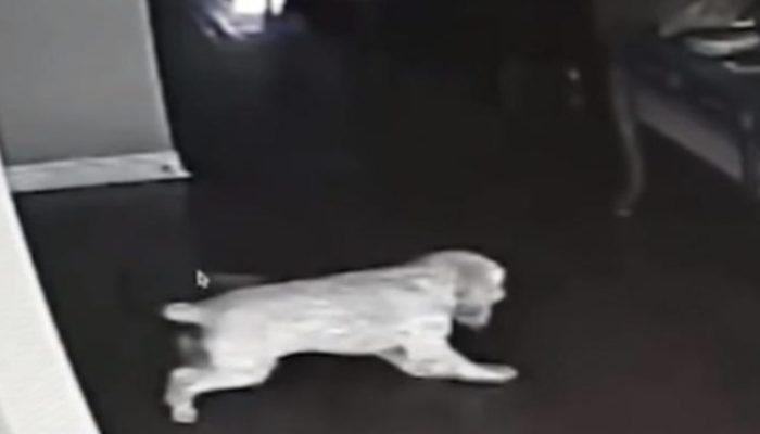 The video showed that the dog did not sleep all night and instead stared at the wall. There was a reason for this.