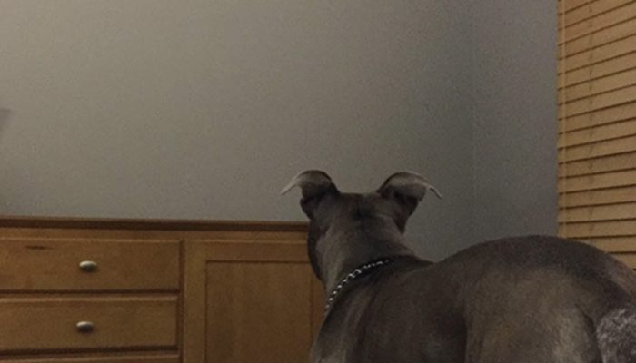 The video showed that the dog did not sleep all night and instead stared at the wall. There was a reason for this.