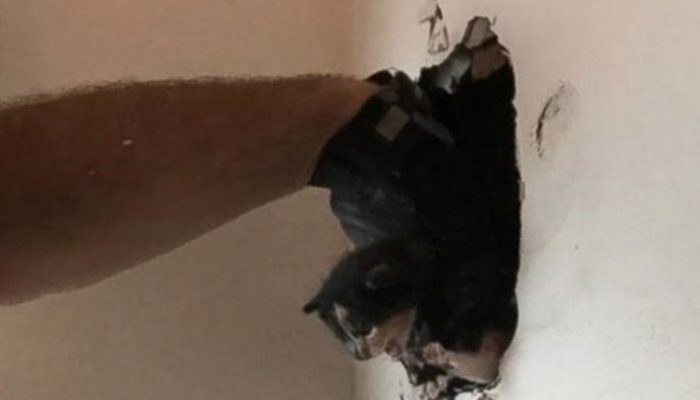 The video showed that the dog did not sleep all night and instead stared at the wall. There was a reason for this.