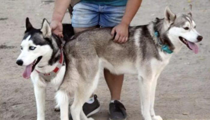 There were toys and an emotional note for the dogs at a dog park. The note has lots of meaning.