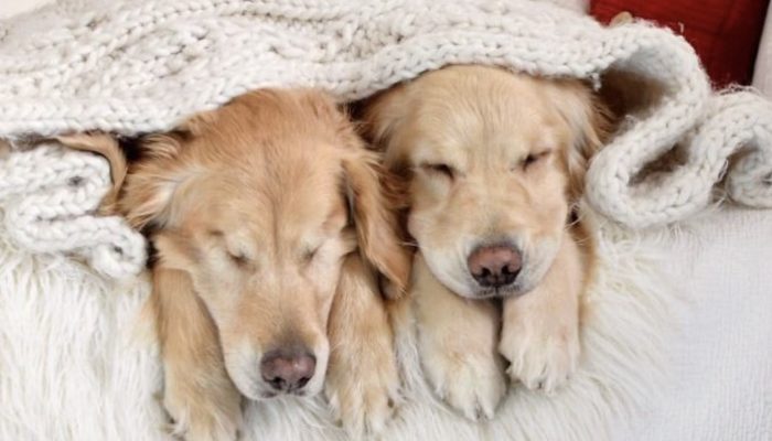 People's hearts are warmed by this blind Golden Retriever and his guide dog best friend.