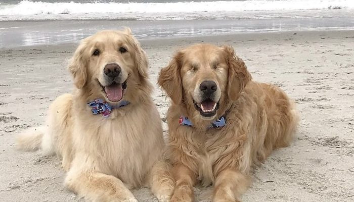 People's hearts are warmed by this blind Golden Retriever and his guide dog best friend.