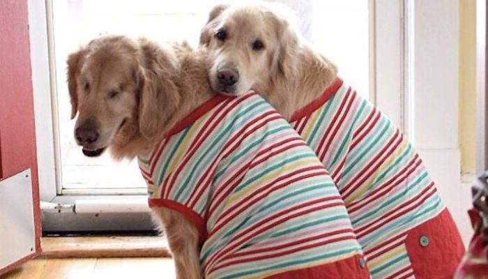 People's hearts are warmed by this blind Golden Retriever and his guide dog best friend.