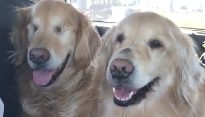 People's hearts are warmed by this blind Golden Retriever and his guide dog best friend.