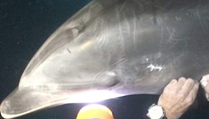 The dolphin swims up to the diver, pushes him with his nose, and requests for assistance in removing the fishing line.