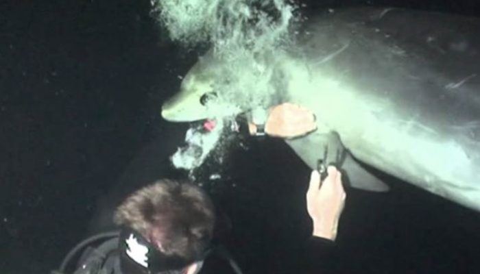 The dolphin swims up to the diver, pushes him with his nose, and requests for assistance in removing the fishing line.