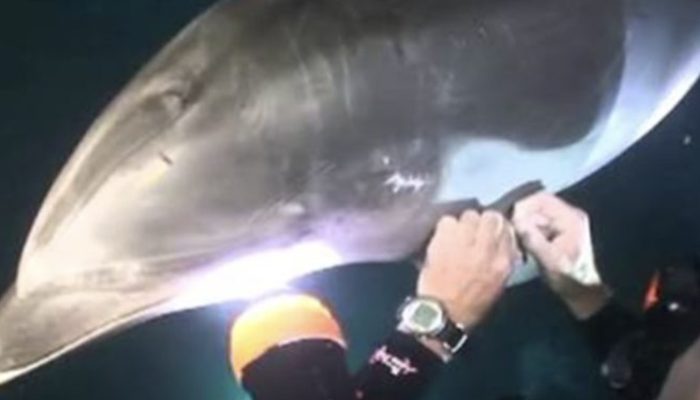 The dolphin swims up to the diver, pushes him with his nose, and requests for assistance in removing the fishing line.