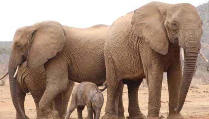 Mother elephant decided to expose her kid to the good people who saved her life.
