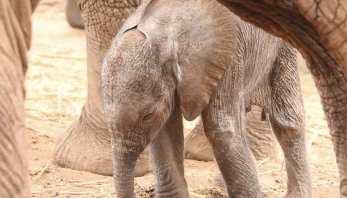 Mother elephant decided to expose her kid to the good people who saved her life.