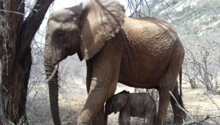 Mother elephant decided to expose her kid to the good people who saved her life.