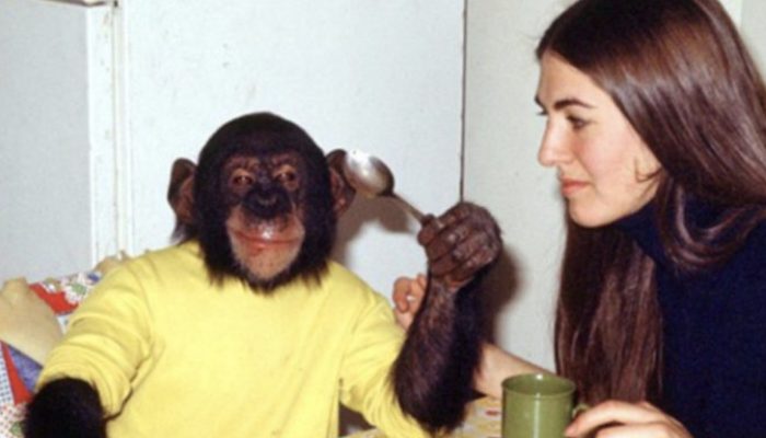Scientists introduced a chimp into their household 50 years ago and attempted to humanize him. See the shocking result.