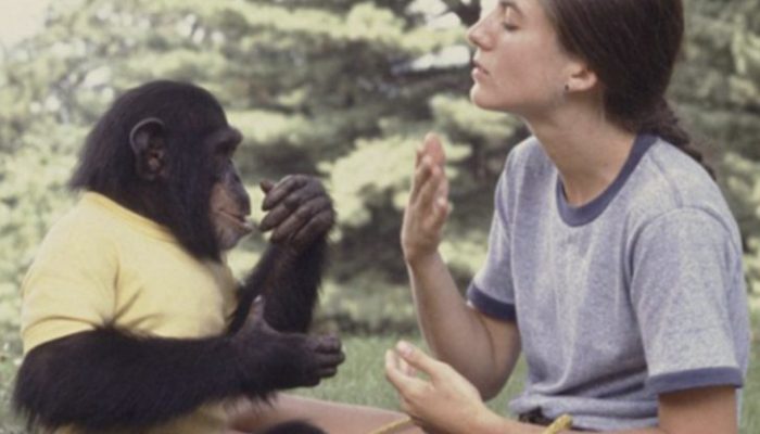 Scientists introduced a chimp into their household 50 years ago and attempted to humanize him. See the shocking result.