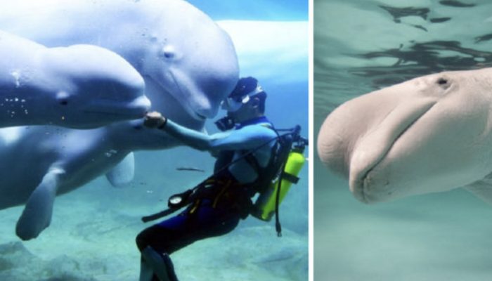 A white whale rescued a drowning diver from an icy pool, surprising everyone.