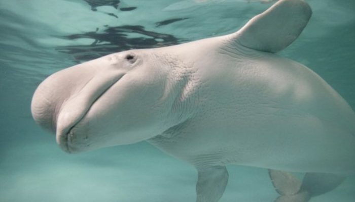 A white whale rescued a drowning diver from an icy pool, surprising everyone.