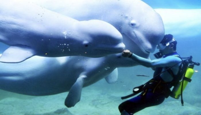 A white whale rescued a drowning diver from an icy pool, surprising everyone.