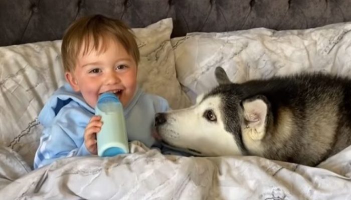 The husky refuses to wake up and eventually nods off while holding the infant