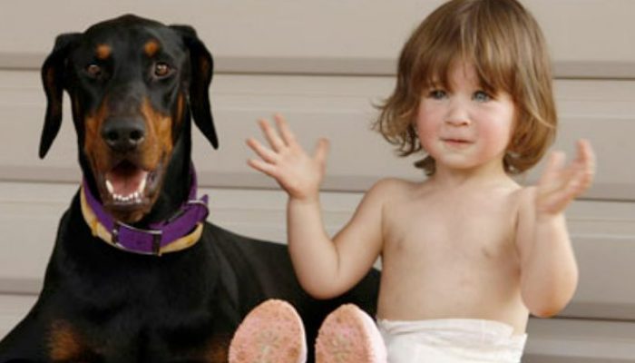The toddler's life is being saved by the freshly rescued dog, the family realizes as he clings to her