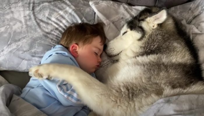 The husky refuses to wake up and eventually nods off while holding the infant