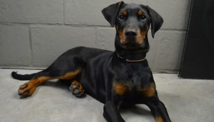 The toddler's life is being saved by the freshly rescued dog, the family realizes as he clings to her