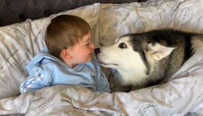The husky refuses to wake up and eventually nods off while holding the infant