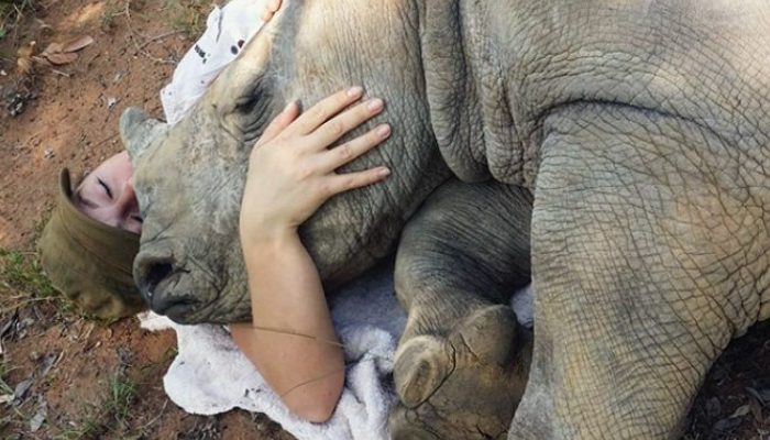 After the tragic loss of his mother, a baby rhino found refuge with a kind veterinary nurse