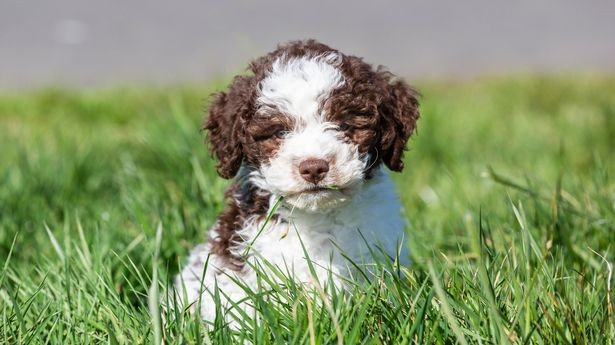 Le chiot vient d'apparaître dans une famille anglaise, mais est déjà devenue littéralement un or