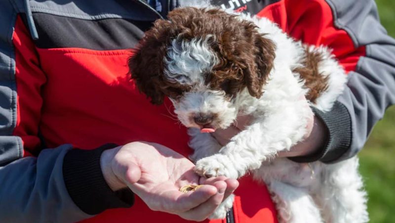 Le chiot vient d'apparaître dans une famille anglaise, mais est déjà devenue littéralement un or