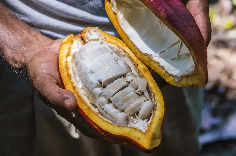 Un œuf pour chaque graine de cacao. Il y avait un temps quand un graine coutait un oeuf