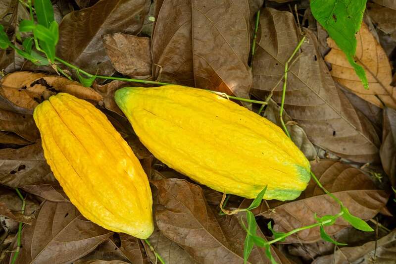 Un œuf pour chaque graine de cacao. Il y avait un temps quand un graine coutait un oeuf