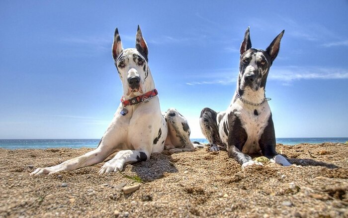 Des chiens de grandes races se réjouissent de leur apparence spectaculaire, de leur pouvoir