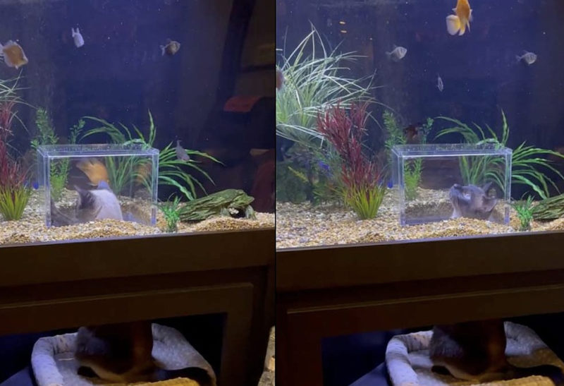 Une femme commande un aquarium sur mesure pour ses chats fascinés par la vie aquatique.C'est incroyable