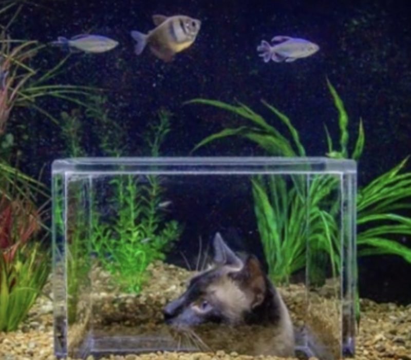 Une femme commande un aquarium sur mesure pour ses chats fascinés par la vie aquatique.C'est incroyable