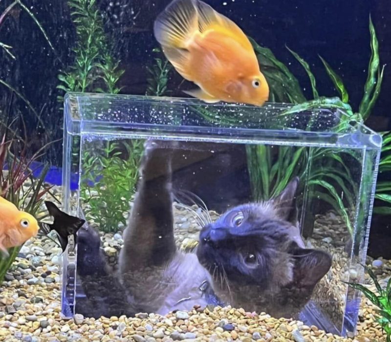 Une femme commande un aquarium sur mesure pour ses chats fascinés par la vie aquatique.C'est incroyable