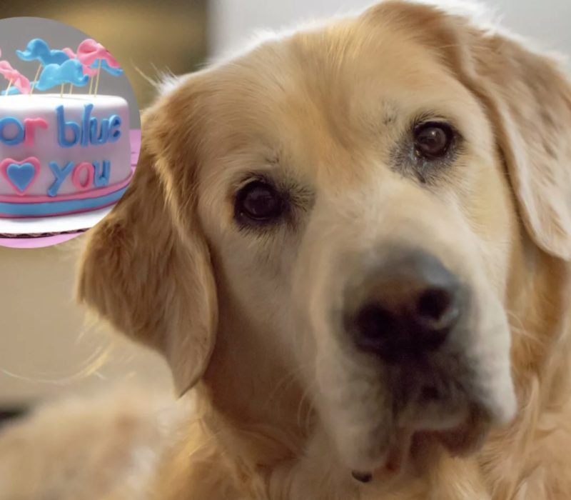 L'intelligence d'un Golden Retriever lui permet de prédire avec précision le sexe du nouveau-né de parents humains